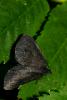 Odezia atrata